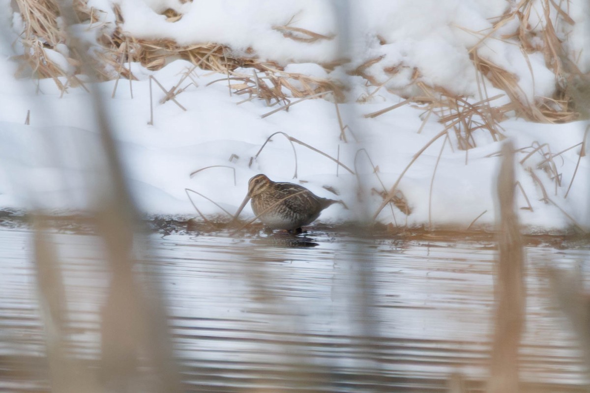 Wilson's Snipe - ML647226279