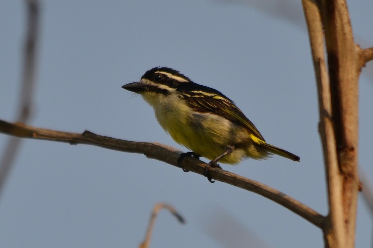 Yellow-rumped Tinkerbird - ML647226280