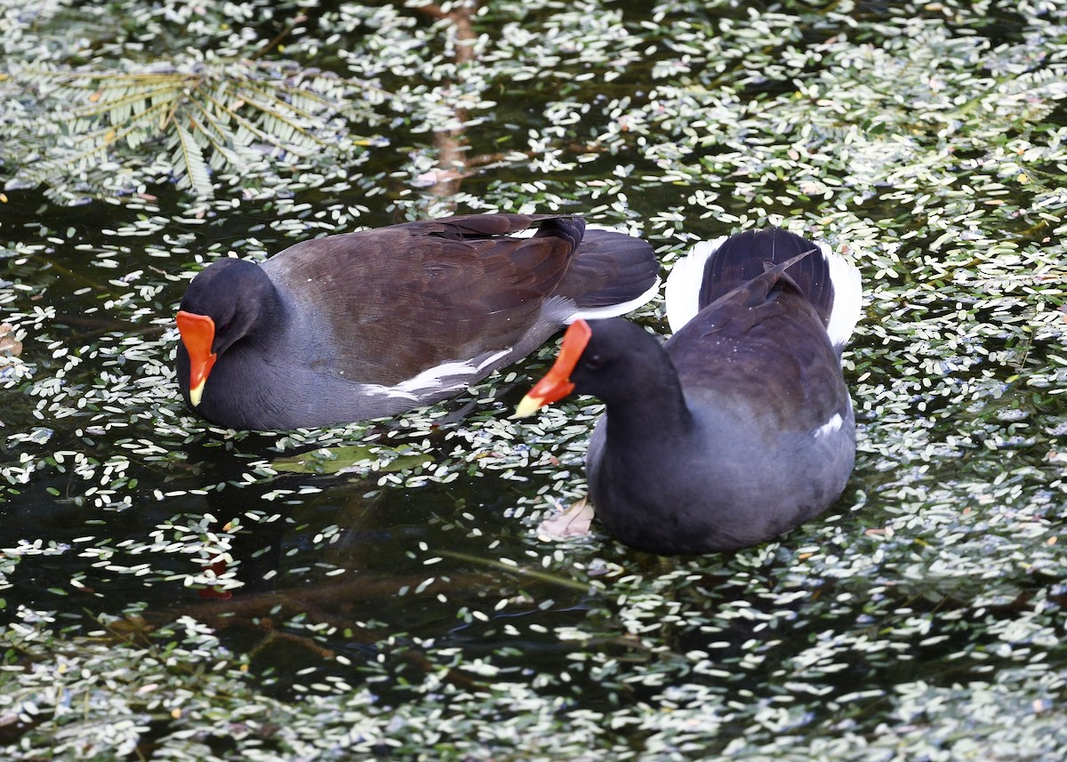 Common Gallinule - ML647226282