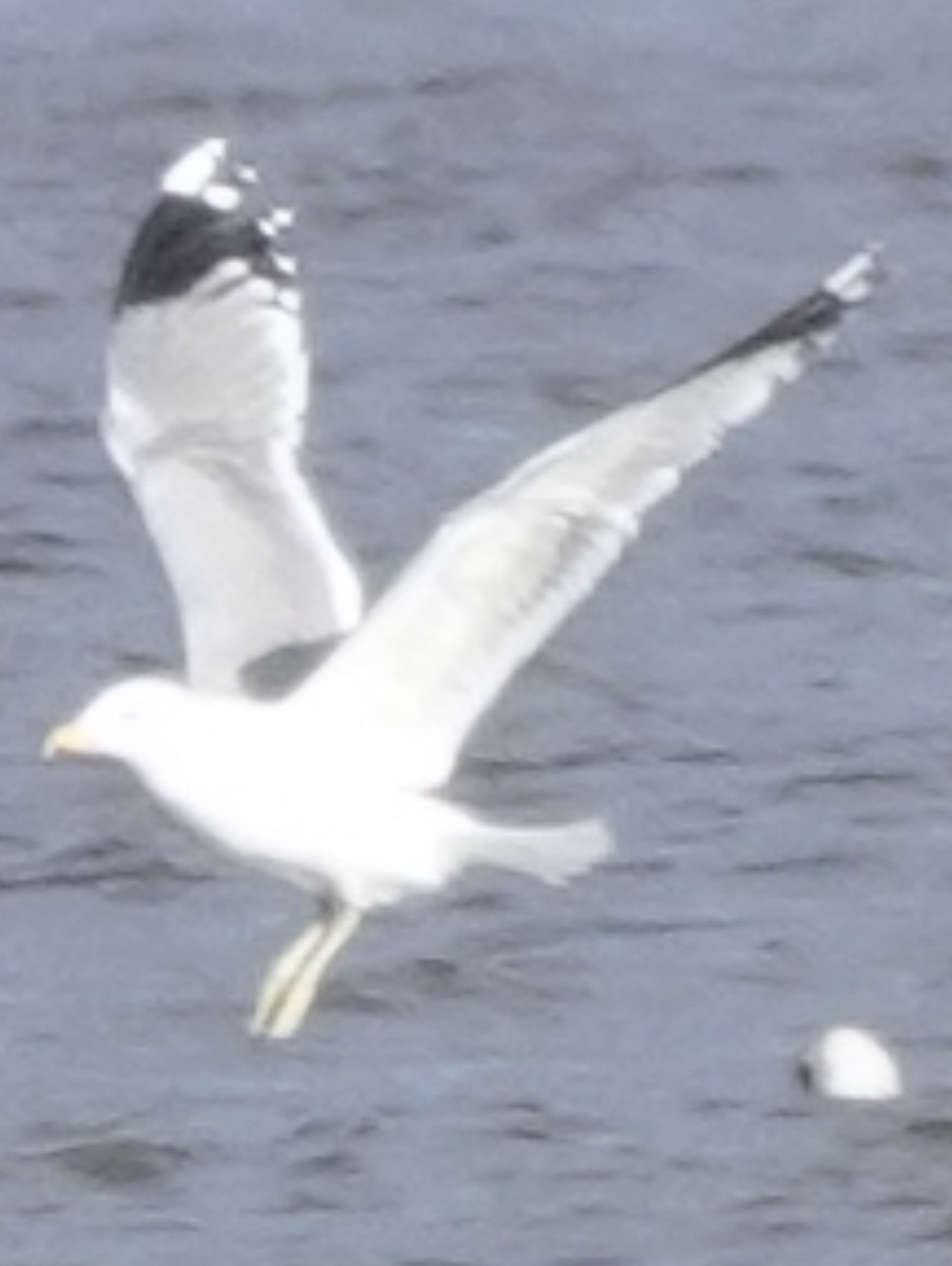California Gull - ML647226293