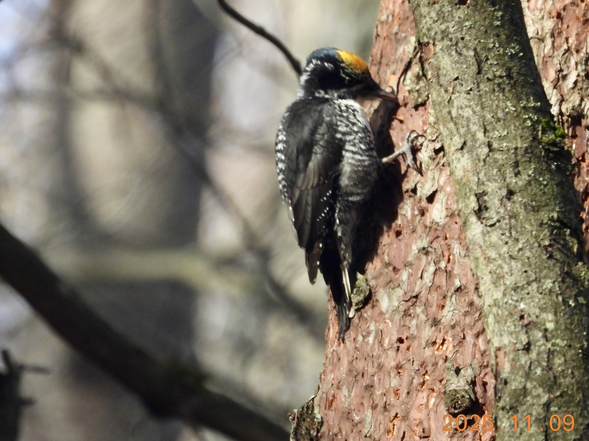 American Three-toed Woodpecker - ML647226298