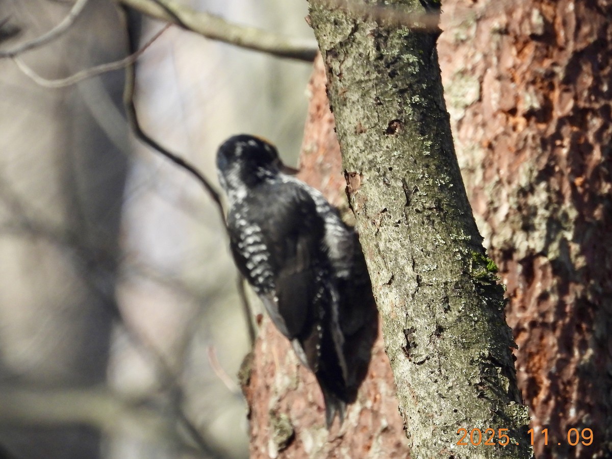 American Three-toed Woodpecker - ML647226299