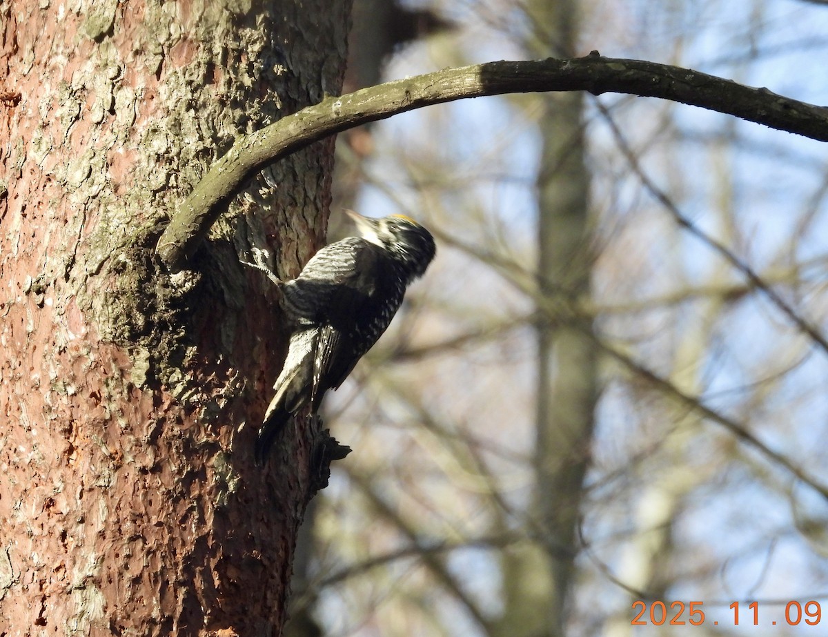 American Three-toed Woodpecker - ML647226300