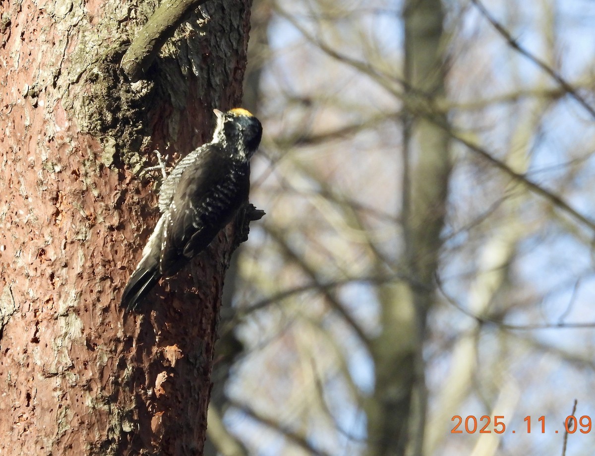 American Three-toed Woodpecker - ML647226301
