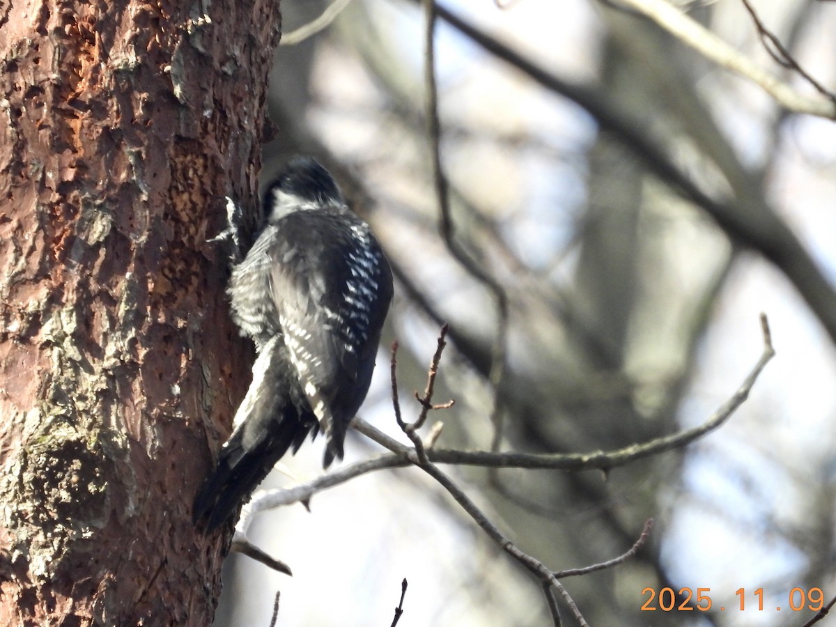 American Three-toed Woodpecker - ML647226302
