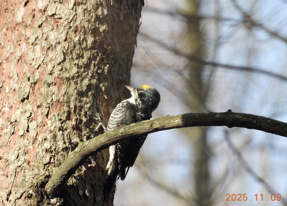 American Three-toed Woodpecker - ML647226304