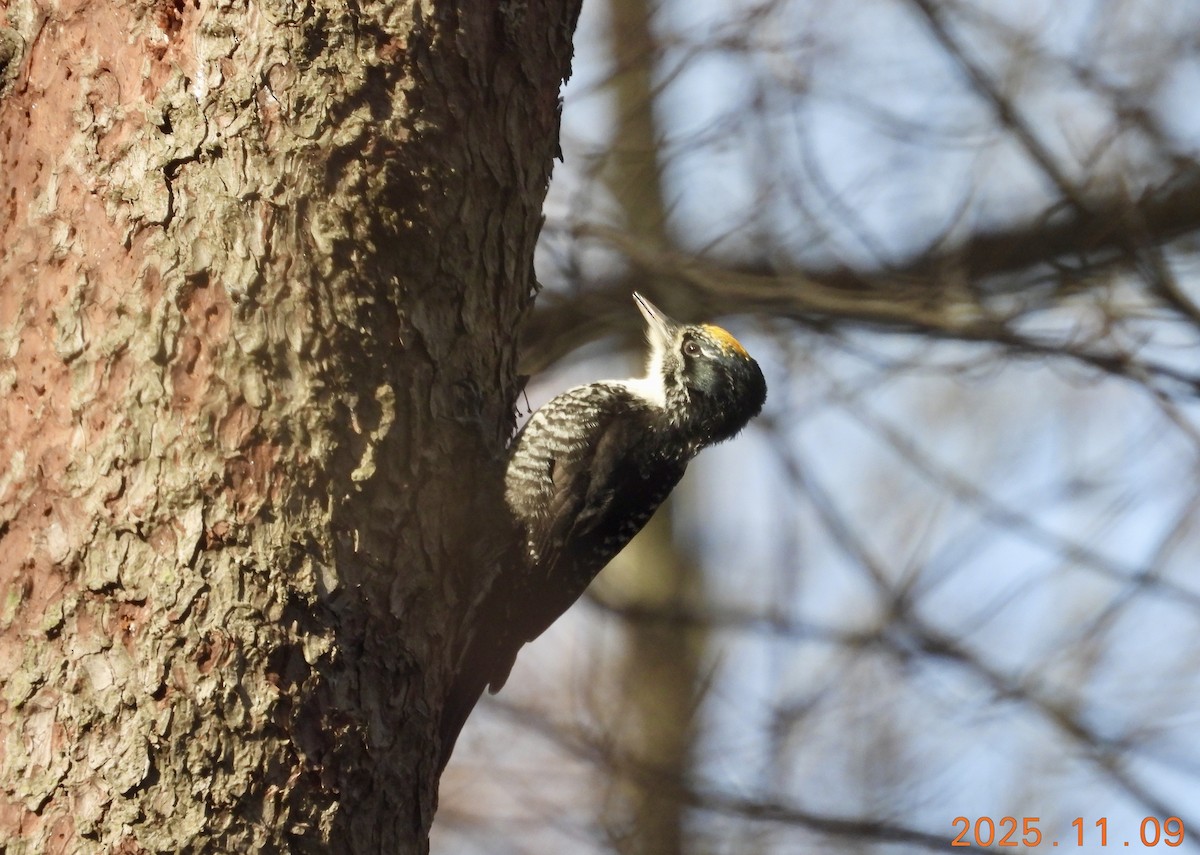 American Three-toed Woodpecker - ML647226305
