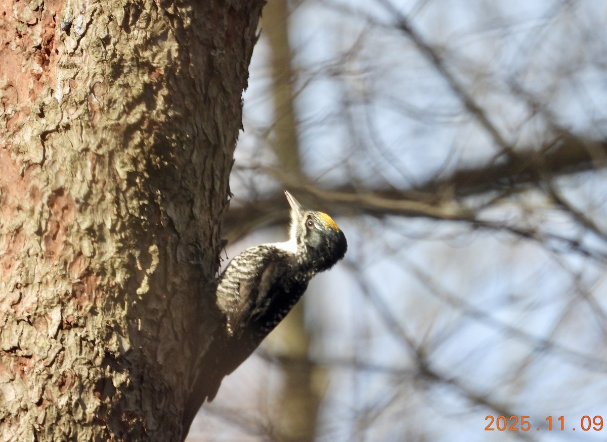 American Three-toed Woodpecker - ML647226306