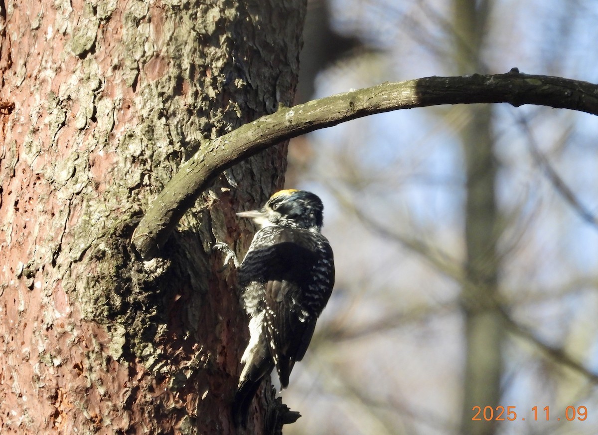 American Three-toed Woodpecker - ML647226307