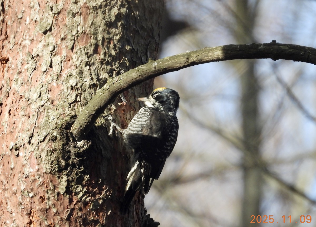 American Three-toed Woodpecker - ML647226308