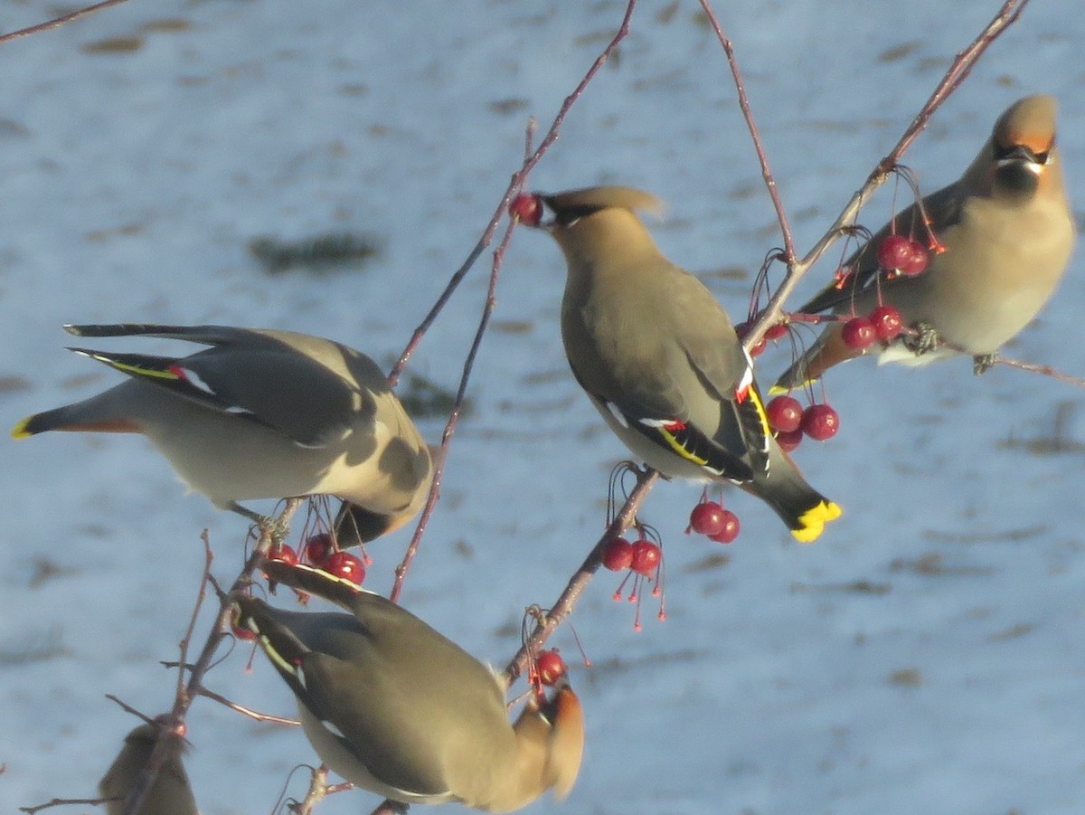 Buztanori boreala - ML647226313