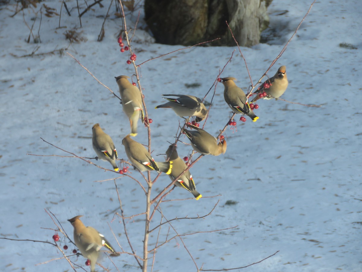 Buztanori boreala - ML647226314