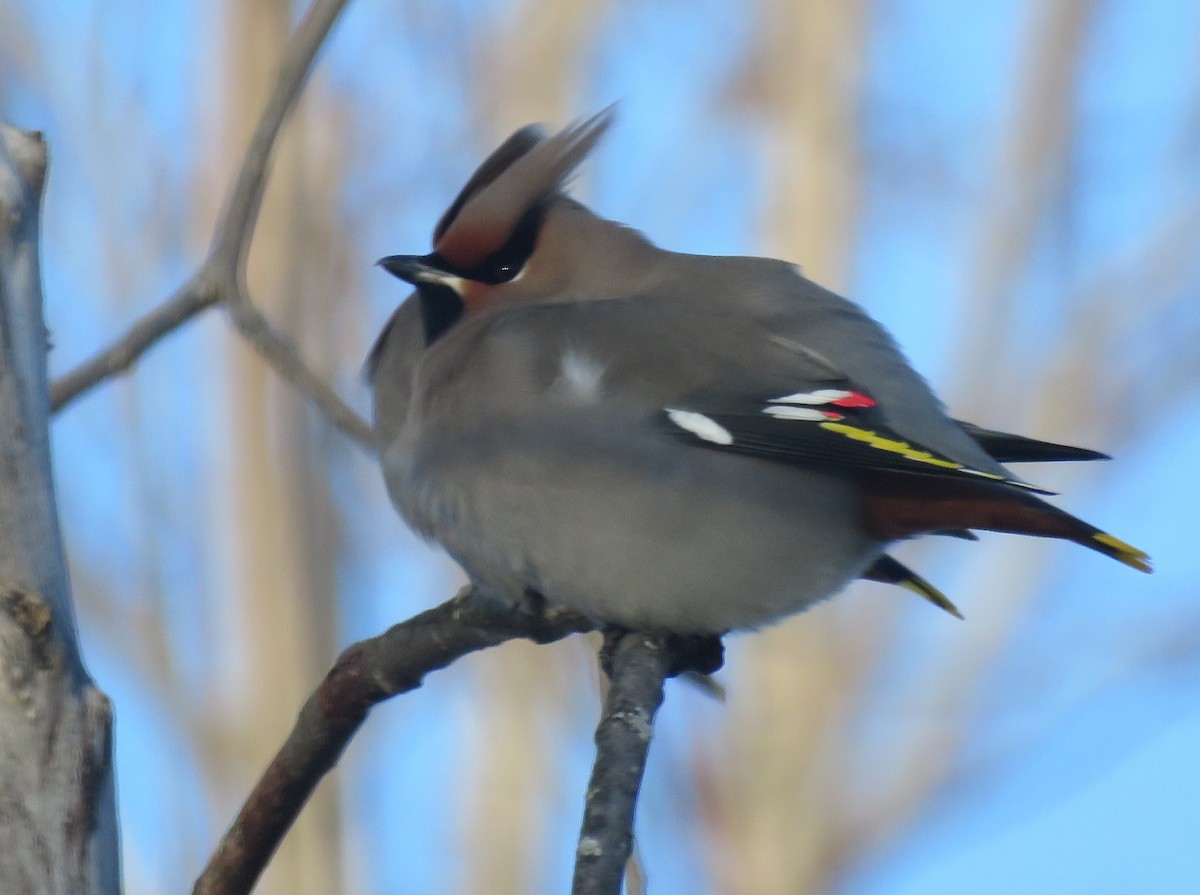 Buztanori boreala - ML647226318