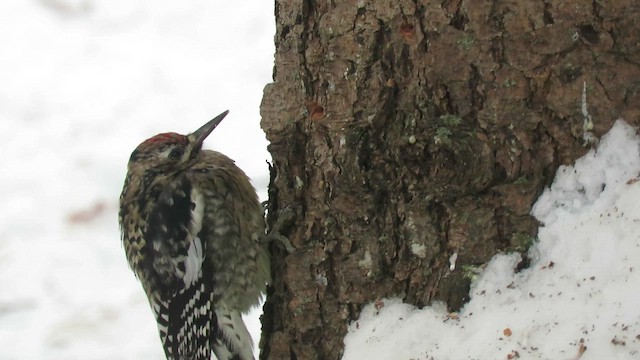 Gelbbauch-Saftlecker - ML647226323