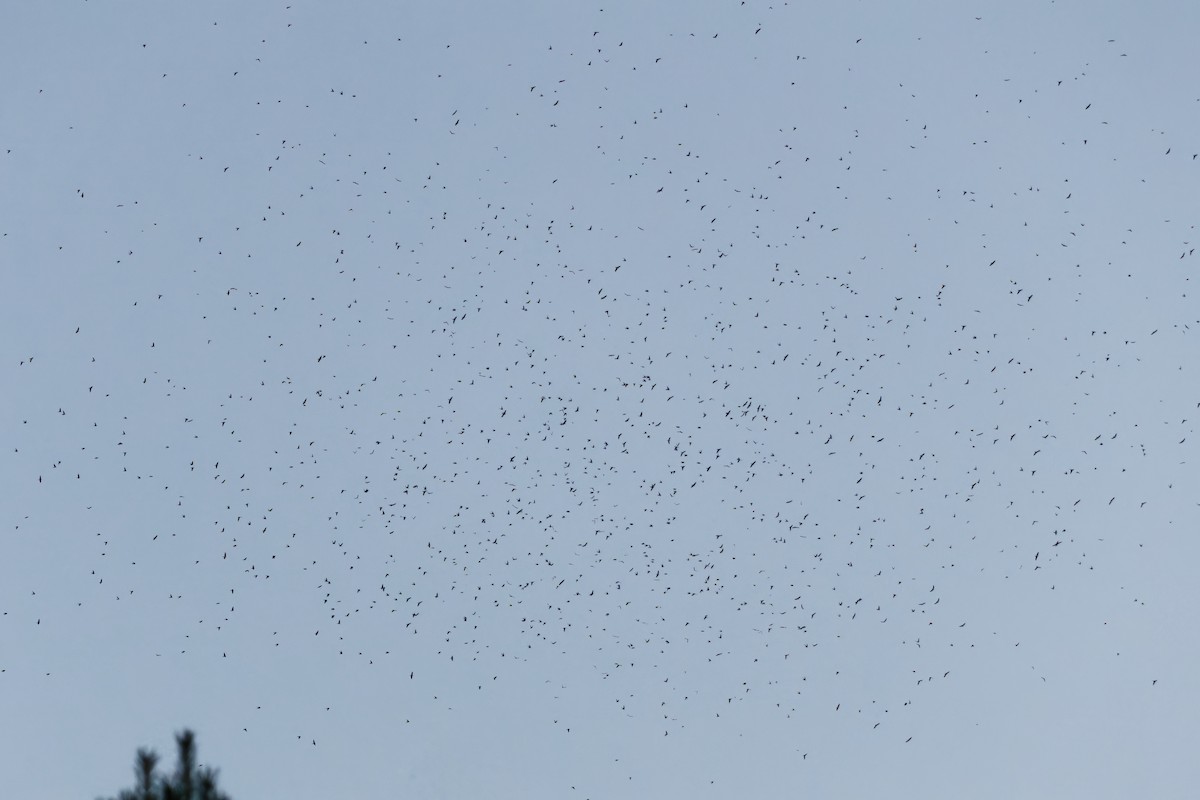 Uhalde-enara arrunta - ML647226339