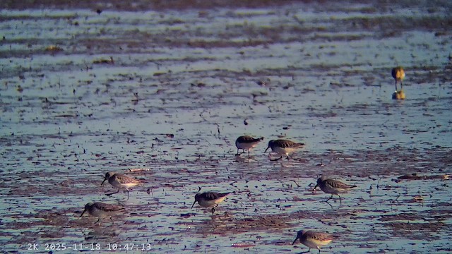 Dunlin - ML647226340