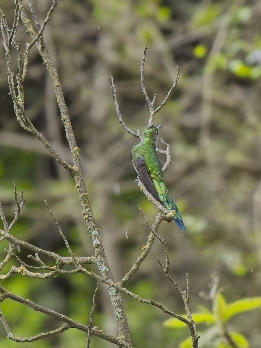 Graubauchsylphe - ML647226352