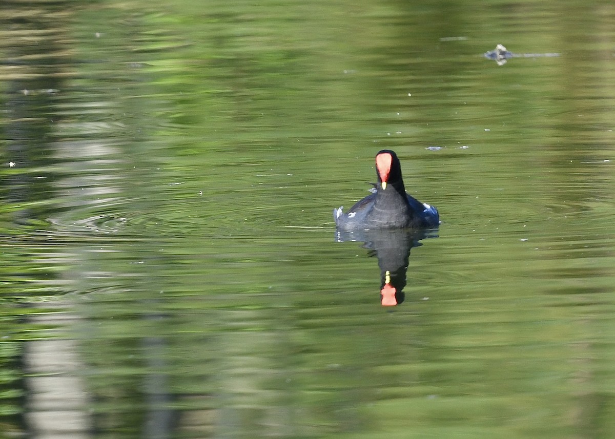Common Gallinule - ML647226353