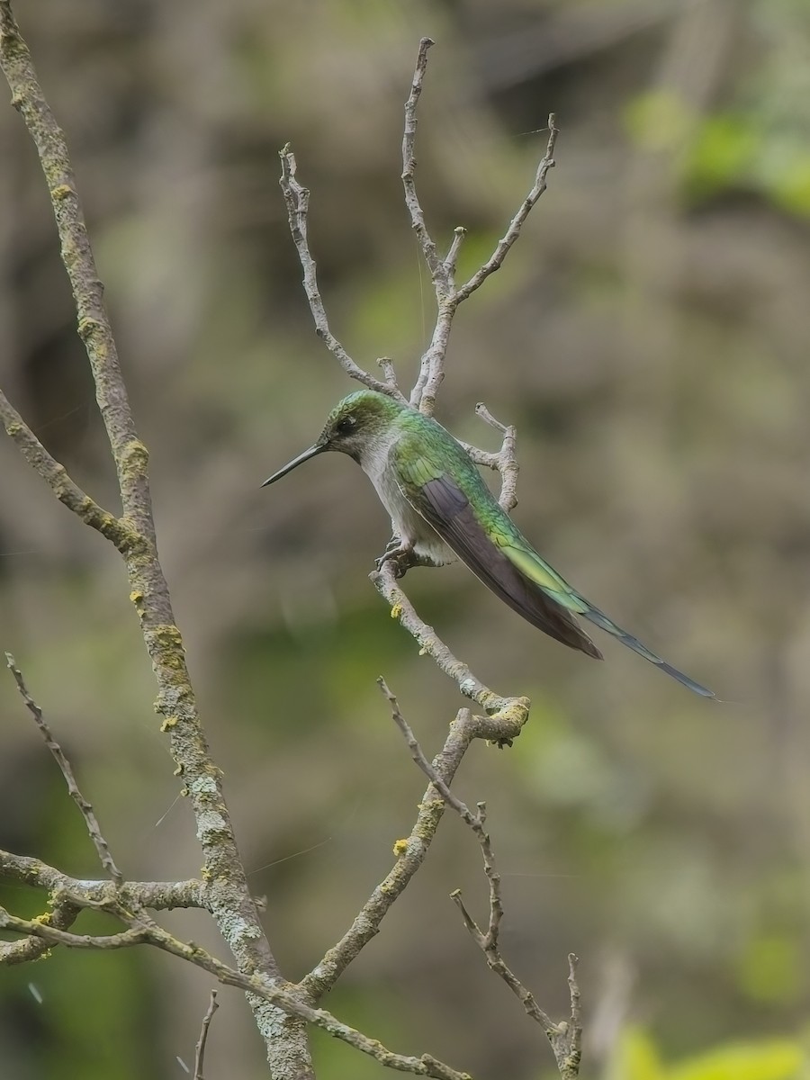 Graubauchsylphe - ML647226356