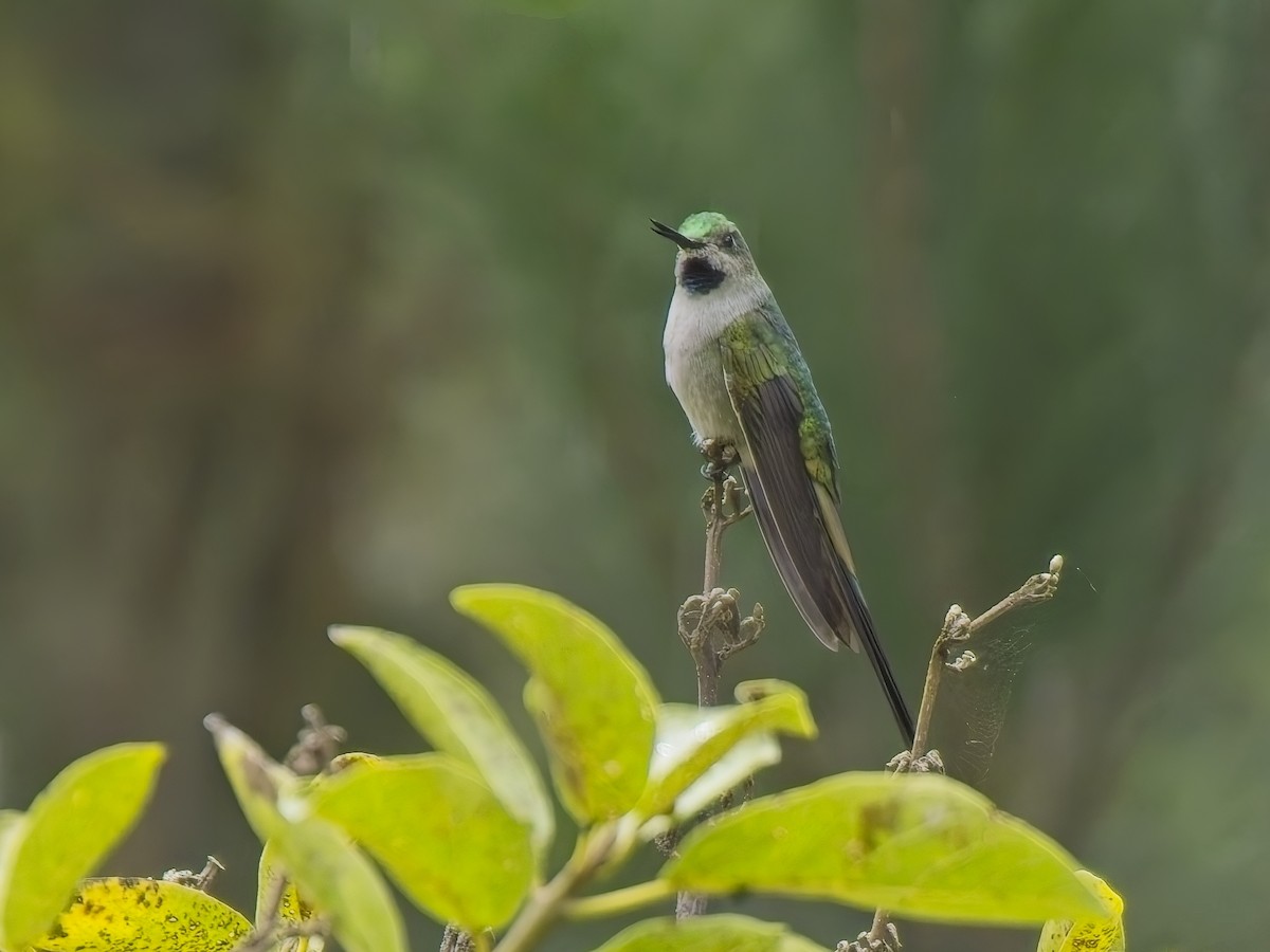 Graubauchsylphe - ML647226368