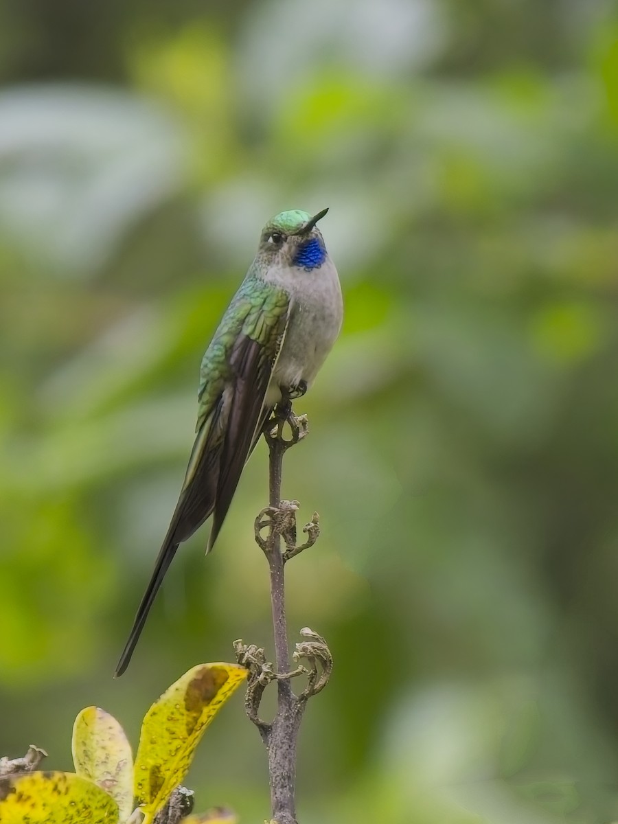 Graubauchsylphe - ML647226369