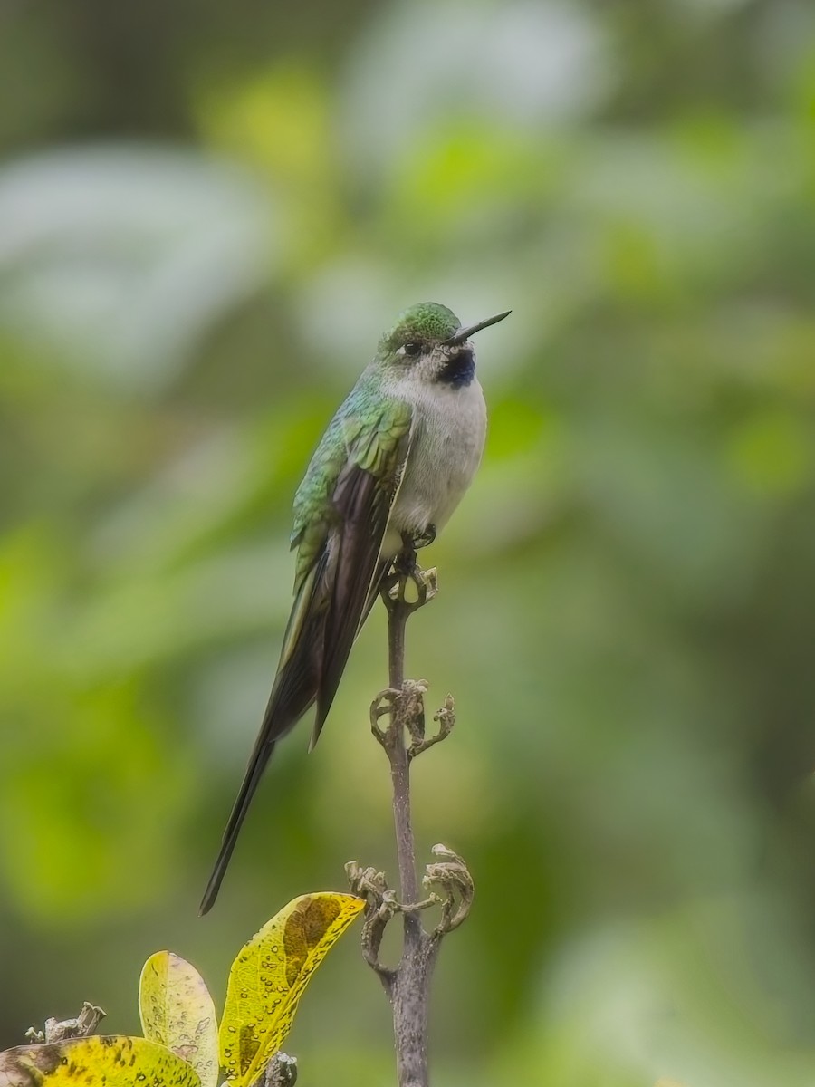 Graubauchsylphe - ML647226371