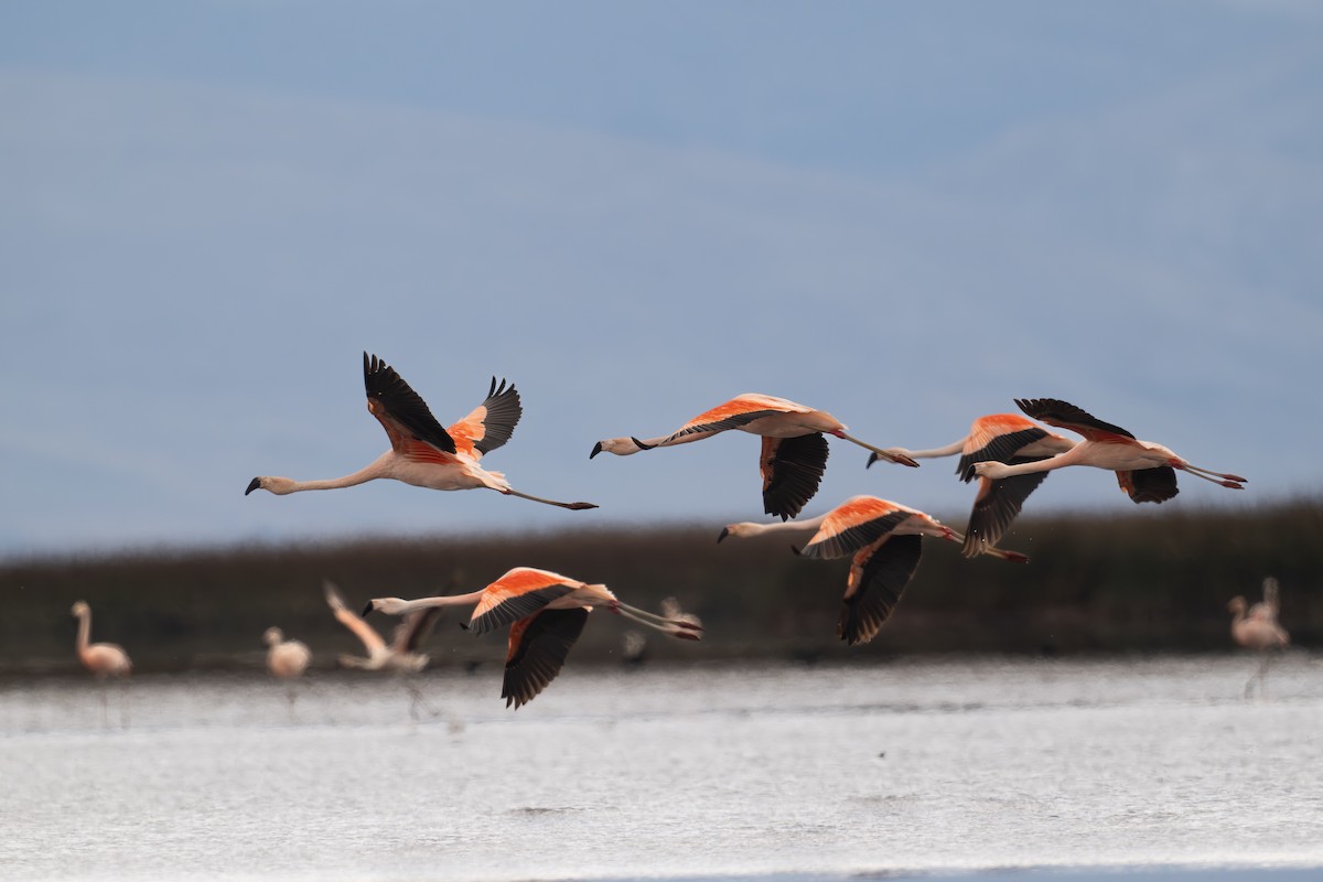 Фламінго чилійський - ML647226372