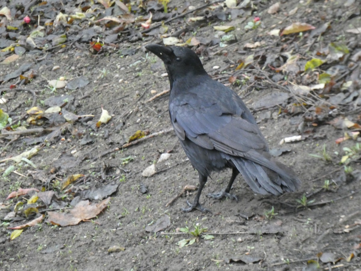 Rabenkrähe - ML647226374