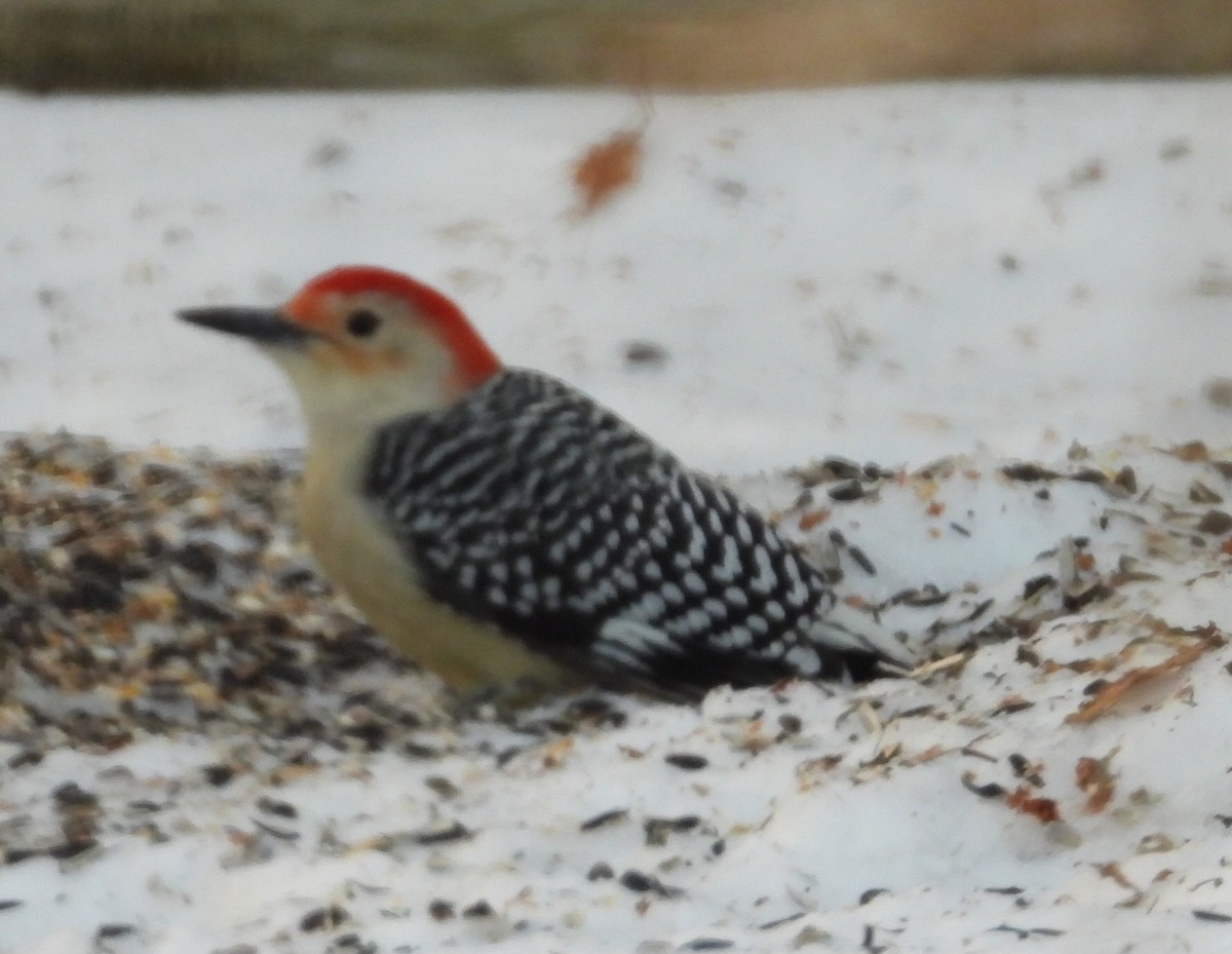 Red-bellied Woodpecker - ML647226375