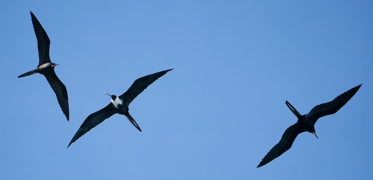 Prachtfregattvogel - ML647226382