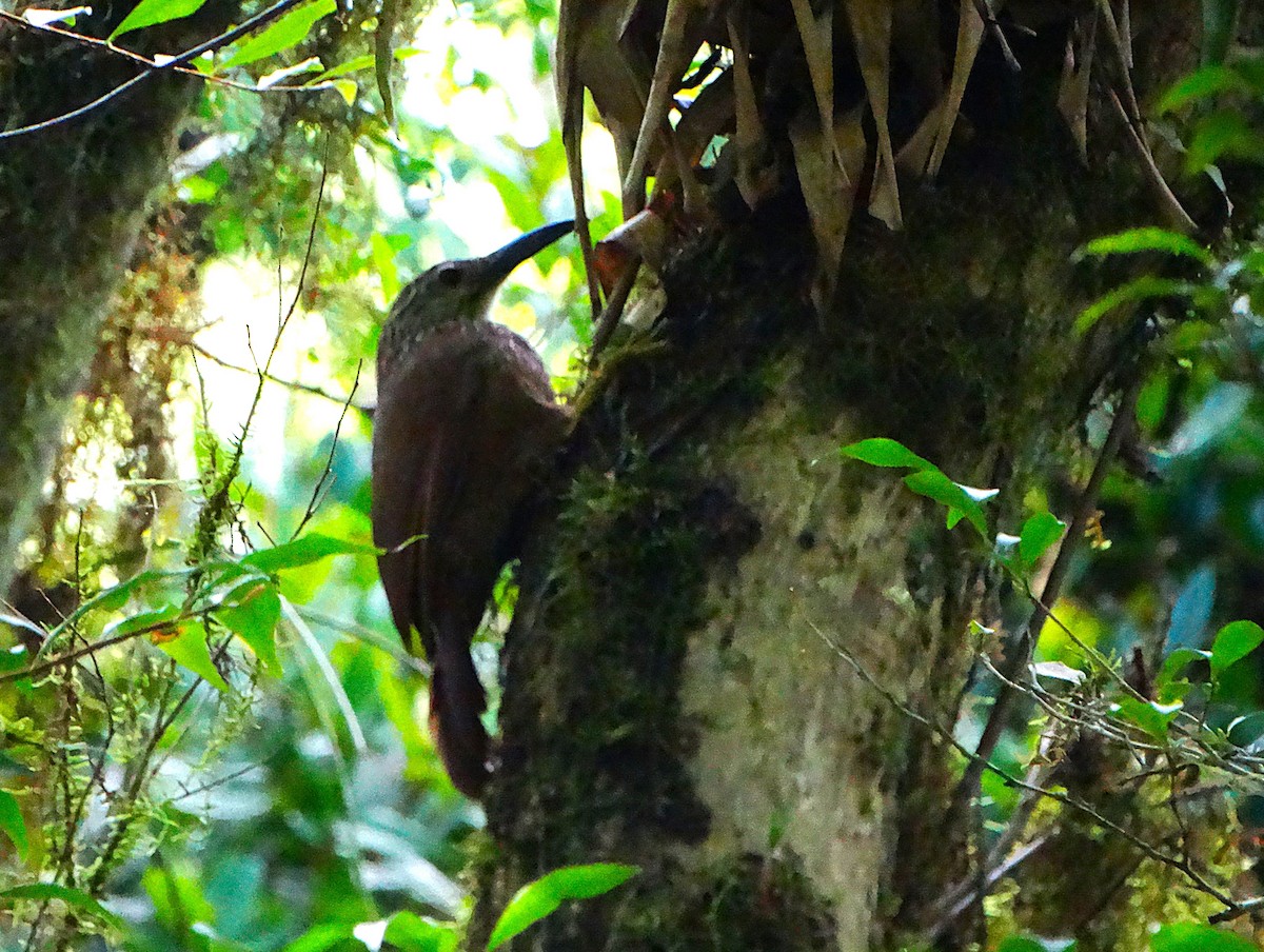 Weißkehl-Baumsteiger - ML647226384