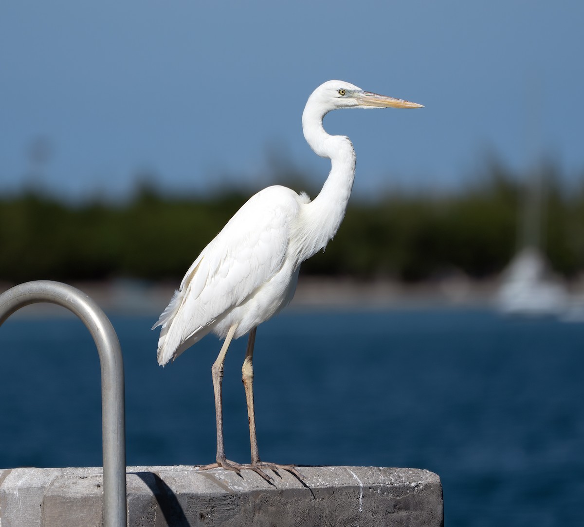 Kanadareiher (occidentalis) - ML647226385