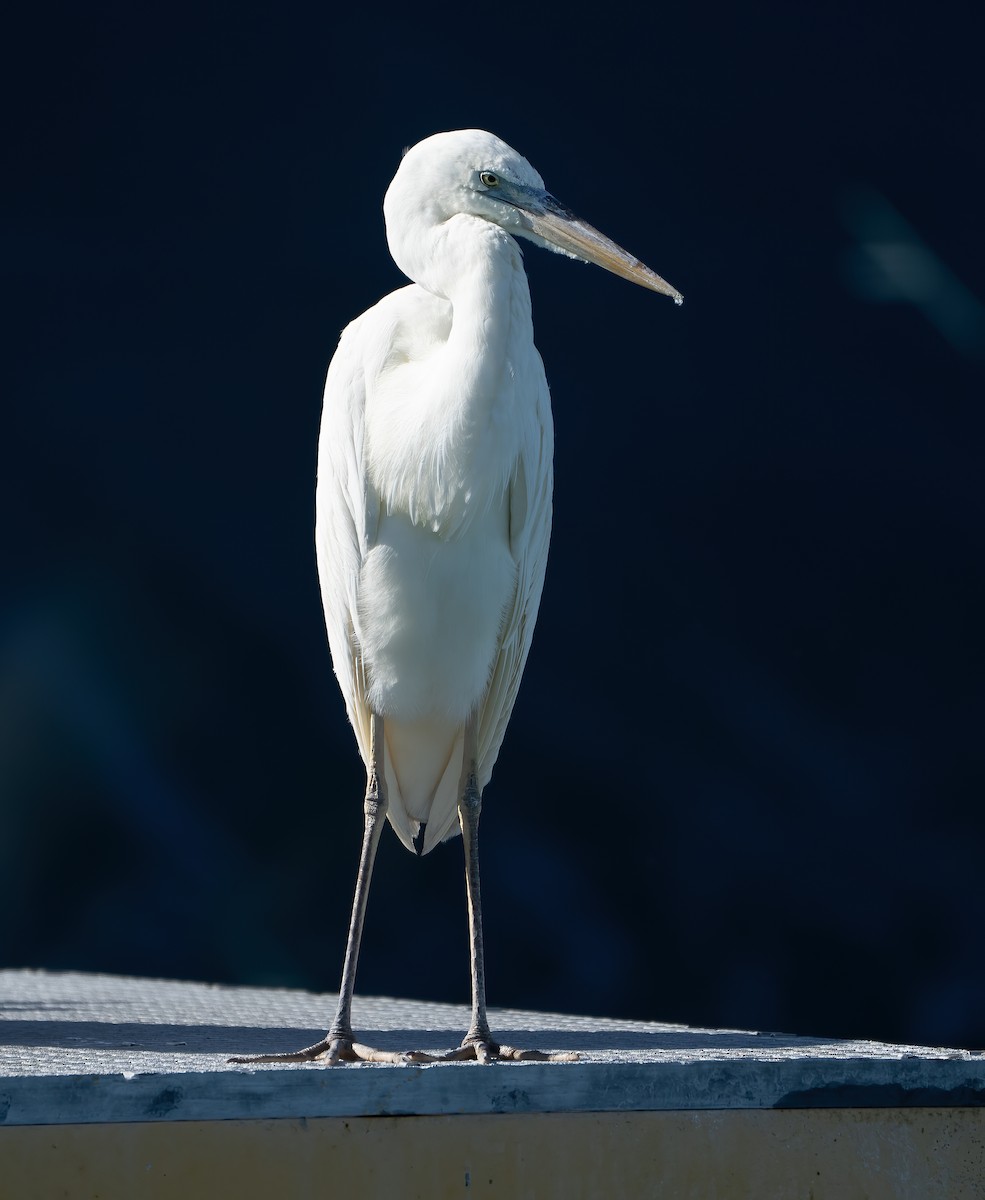 Kanadareiher (occidentalis) - ML647226386