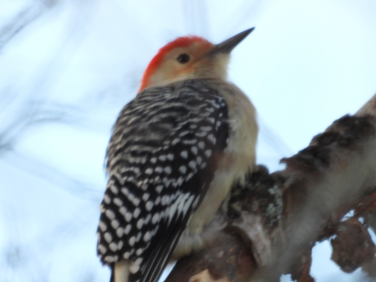 Red-bellied Woodpecker - ML647226387