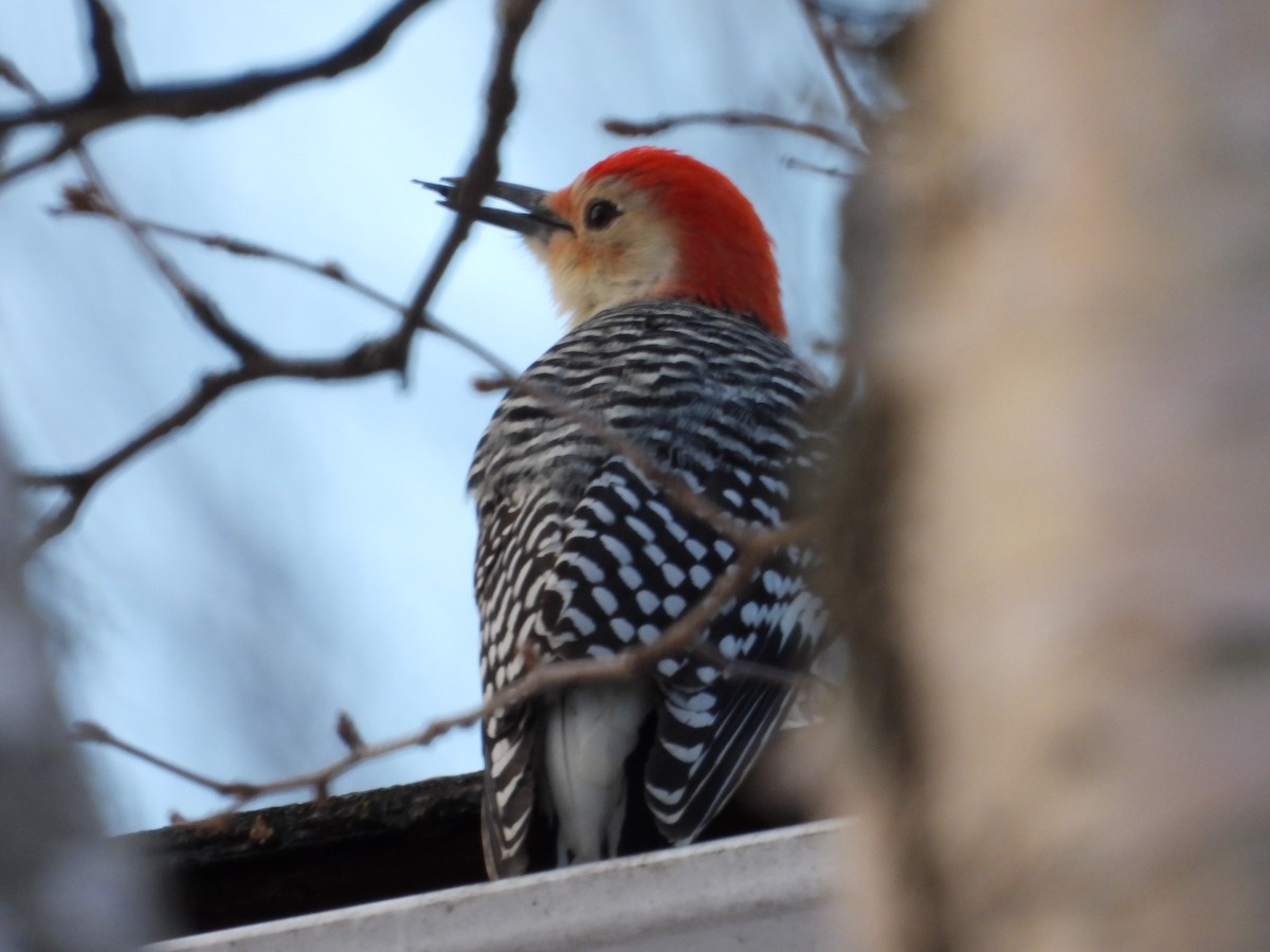 Red-bellied Woodpecker - ML647226388