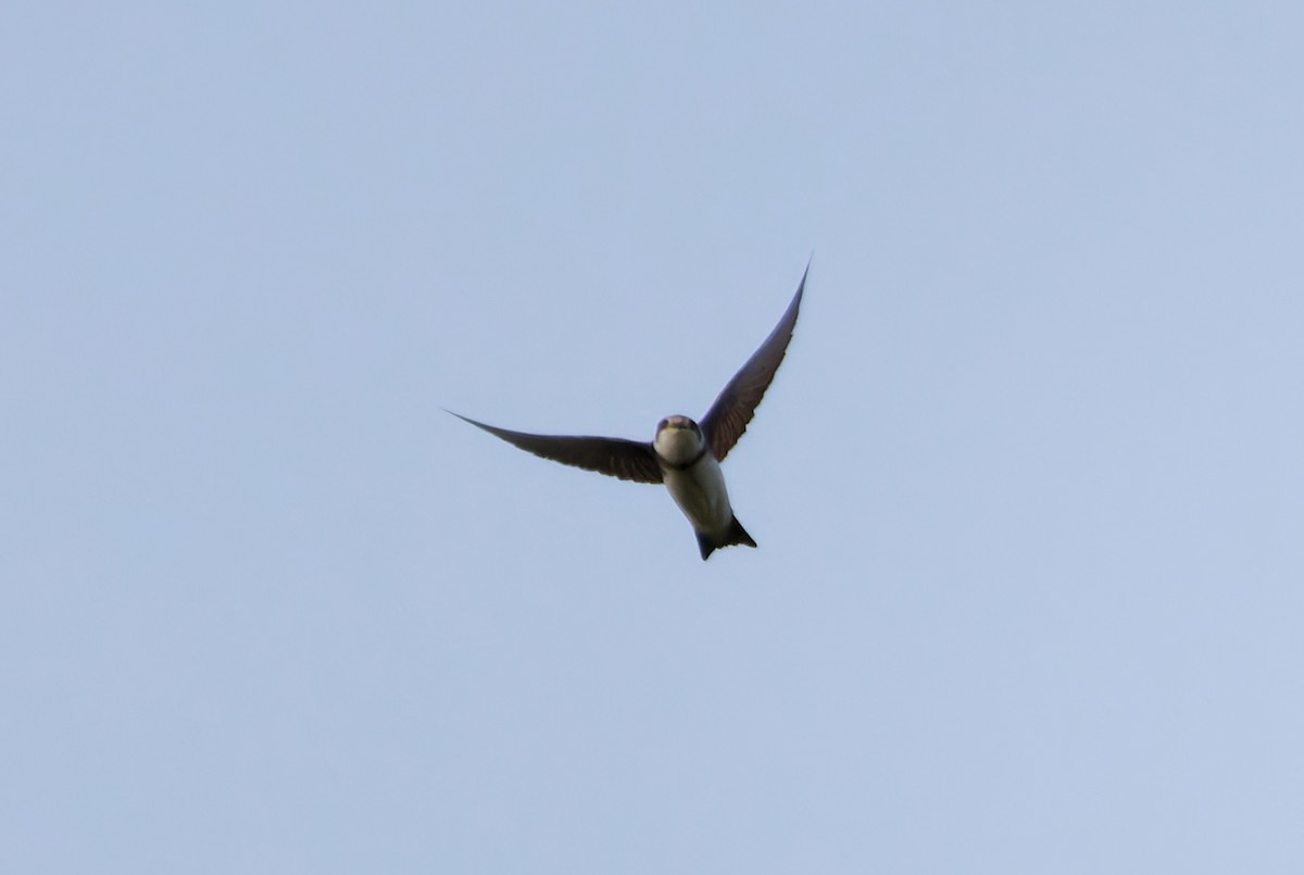 Uferschwalbe - ML647226390