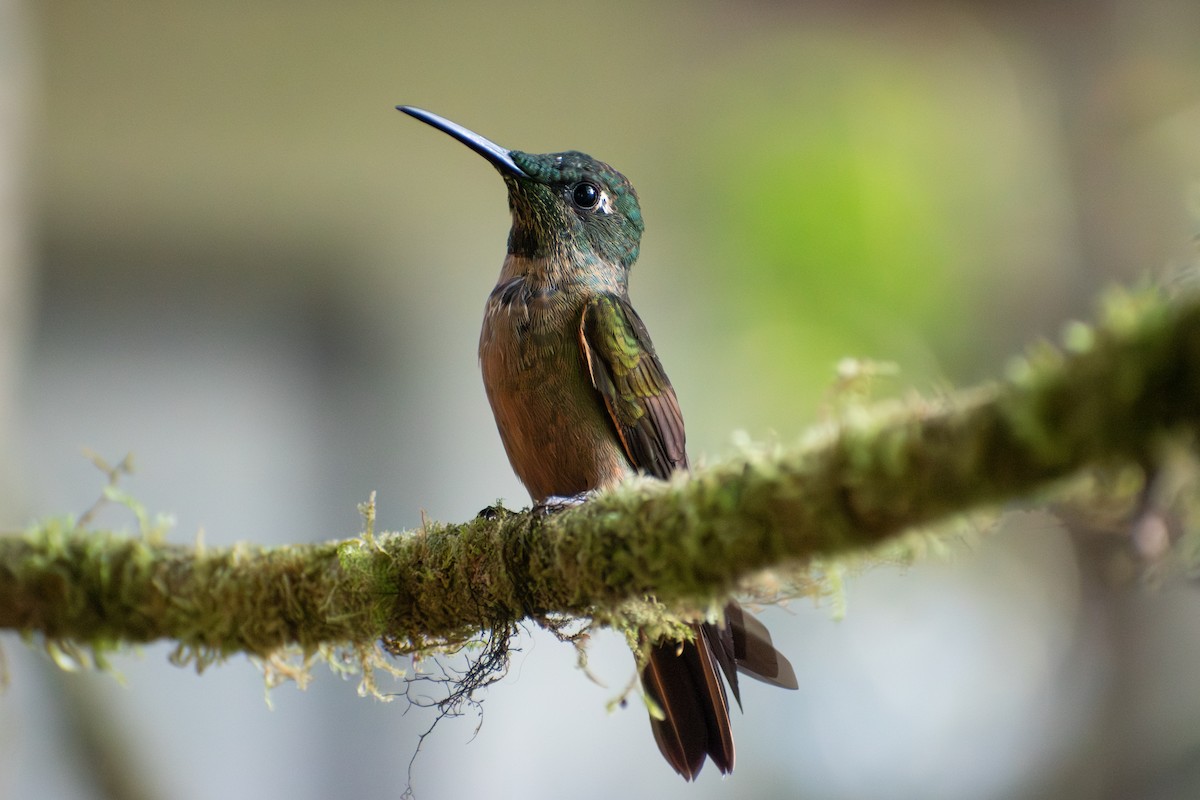 Braunbauch-Brillantkolibri - ML647226391