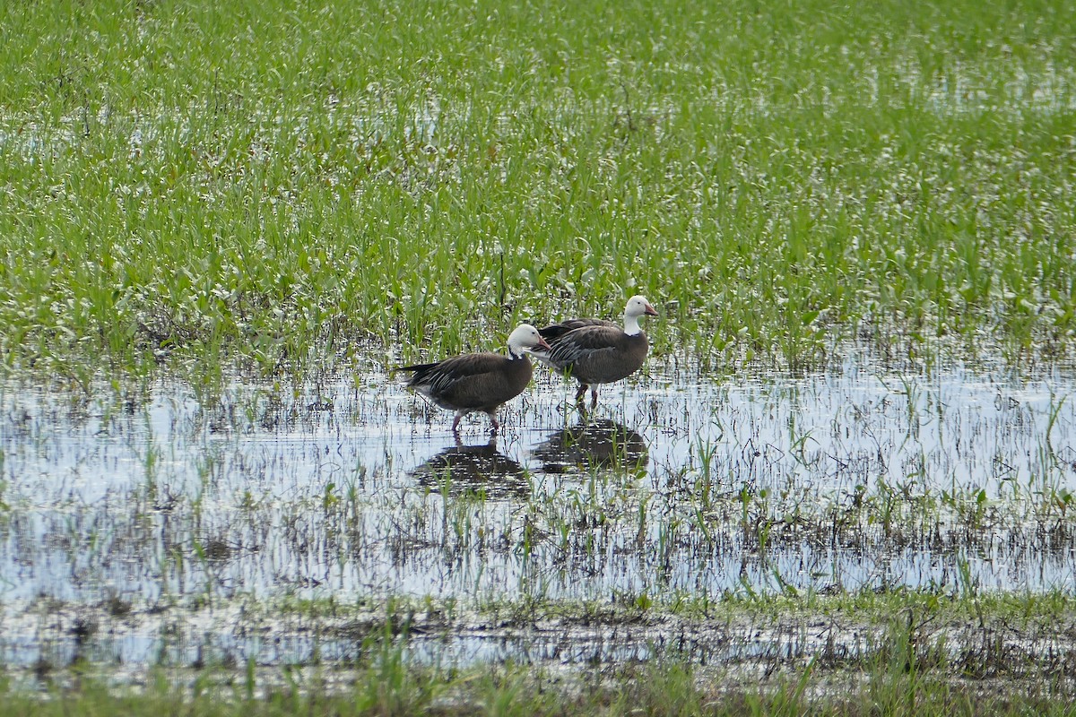 Schneegans - ML647226394