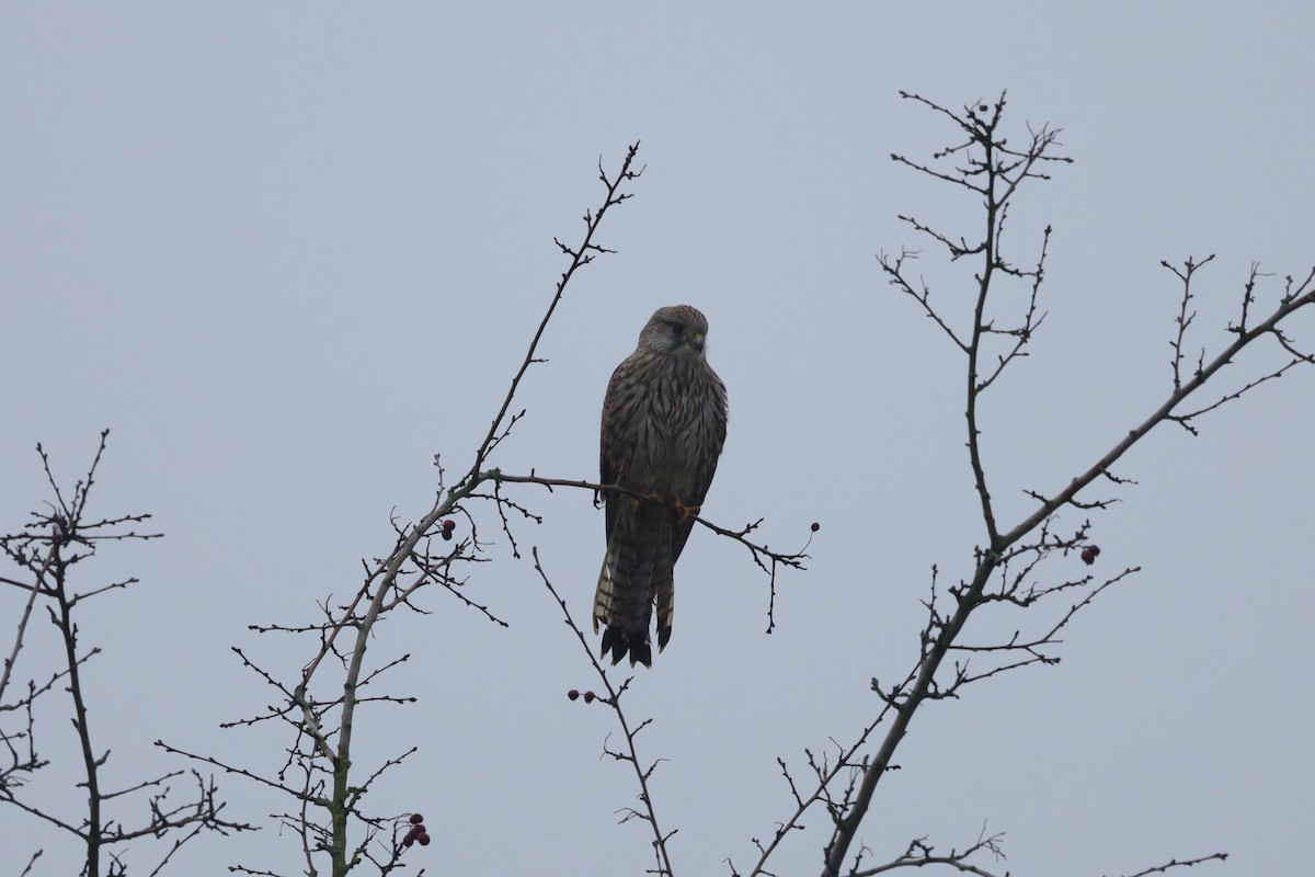 Turmfalke - ML647226396