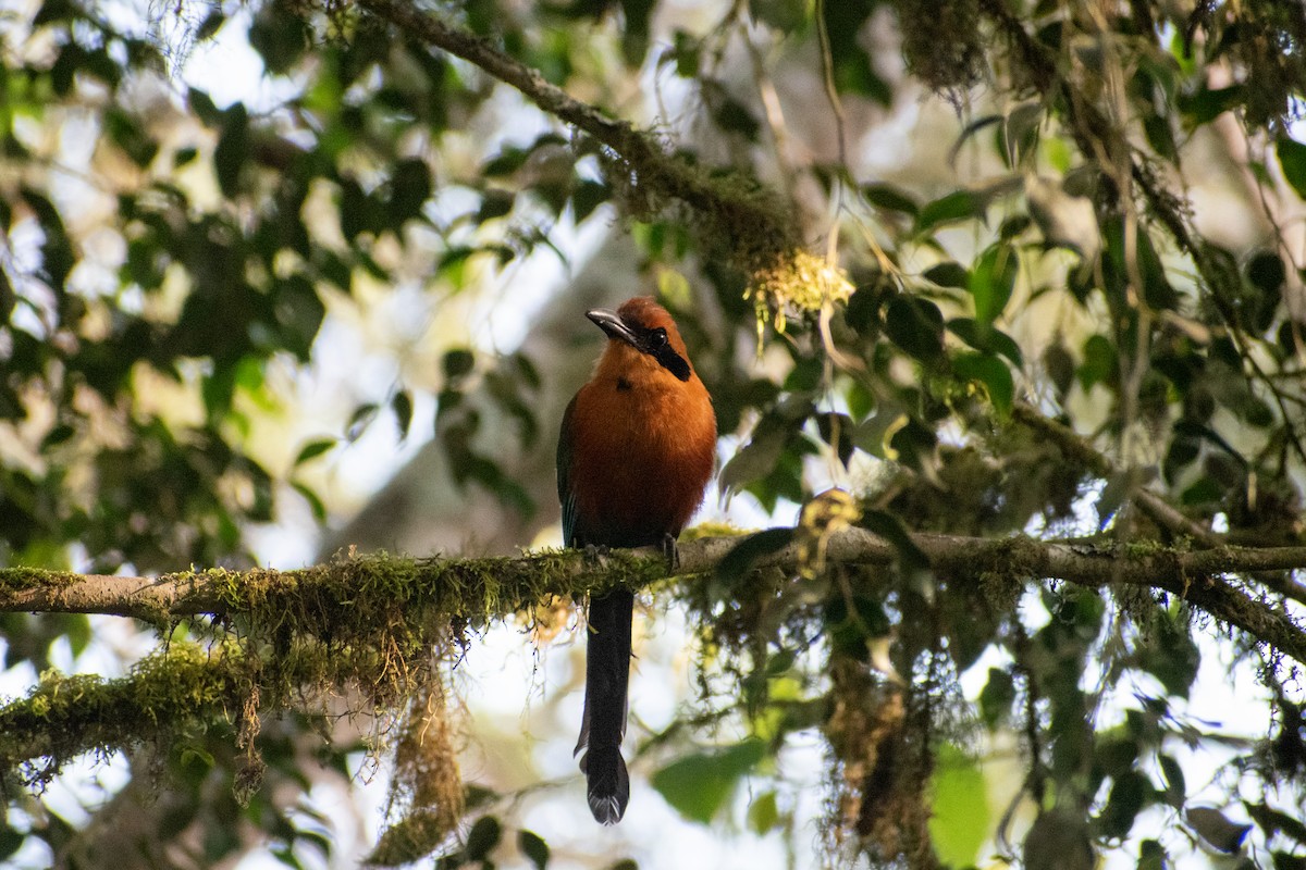 Zimtbrustmotmot - ML647226397