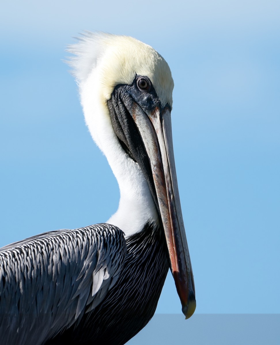 Braunpelikan - ML647226398