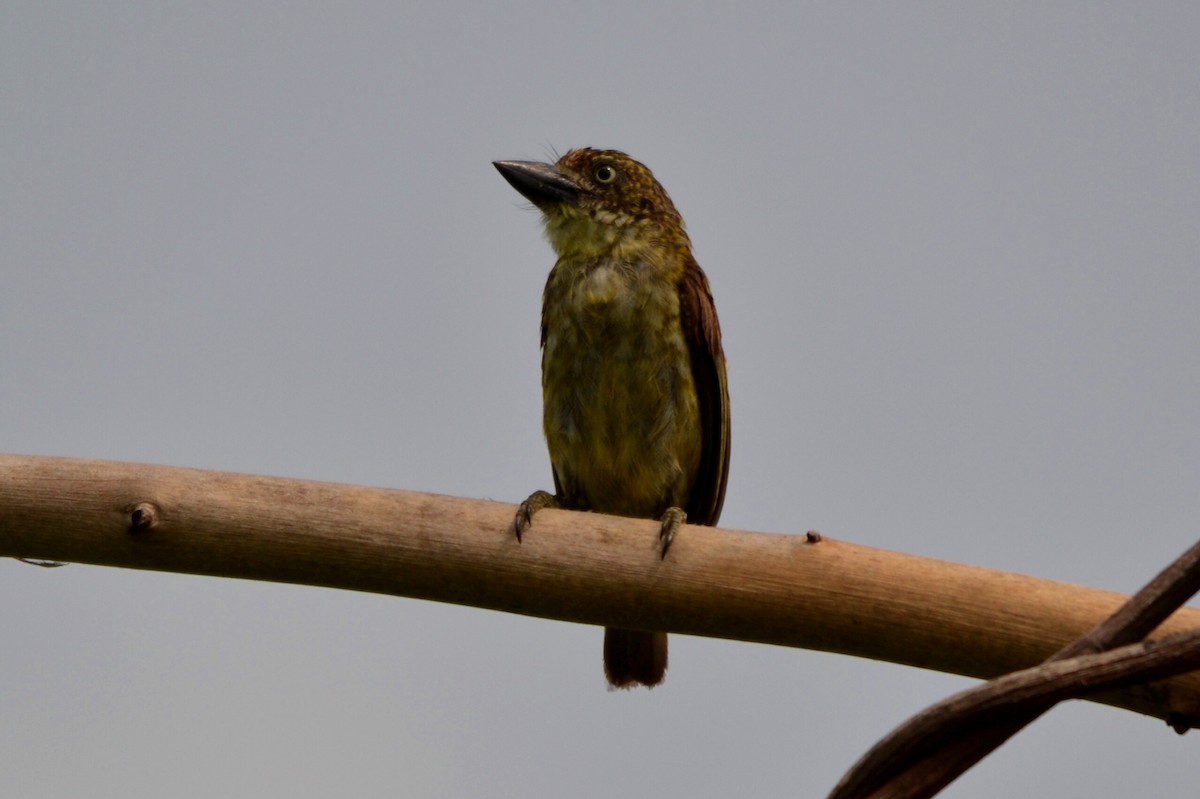 Schuppenbartvogel - ML647226399