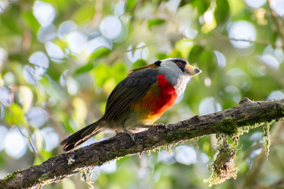 Tukanbartvogel - ML647226400