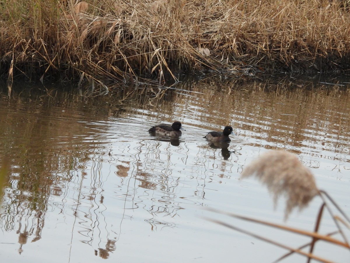 Reiherente - ML647226401