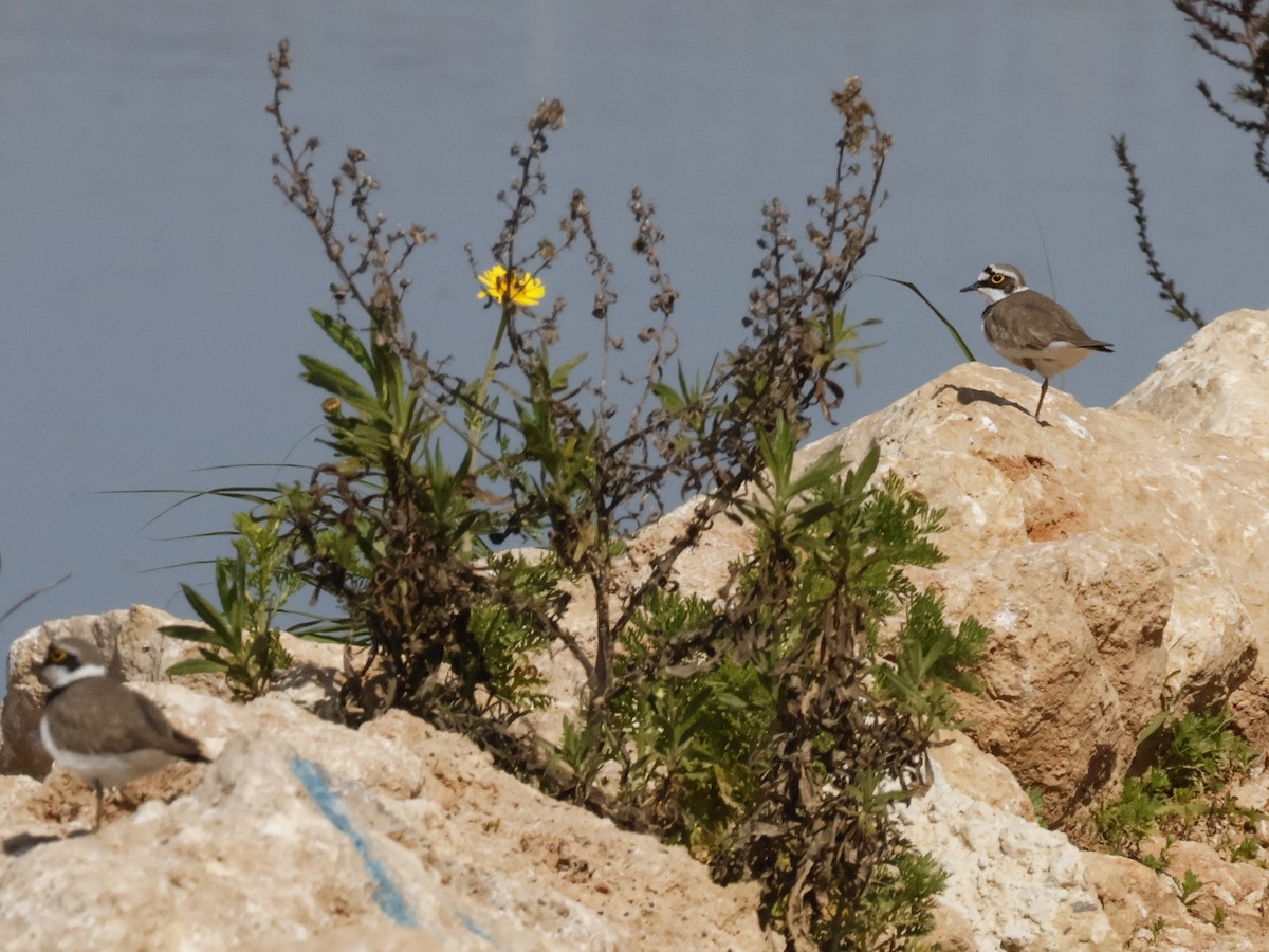 Flussregenpfeifer - ML647226402