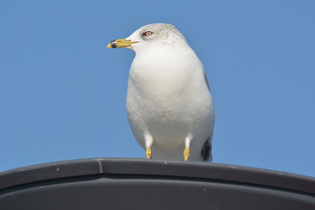 Ringschnabelmöwe - ML647226403