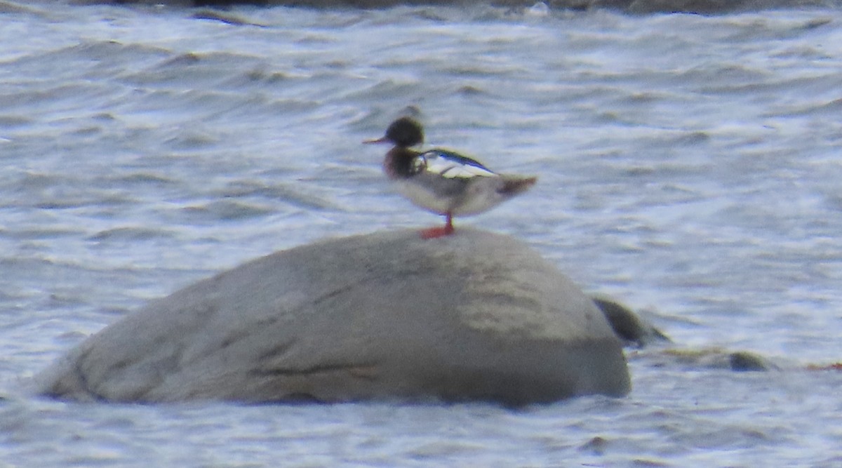 Mittelsäger - ML647226406