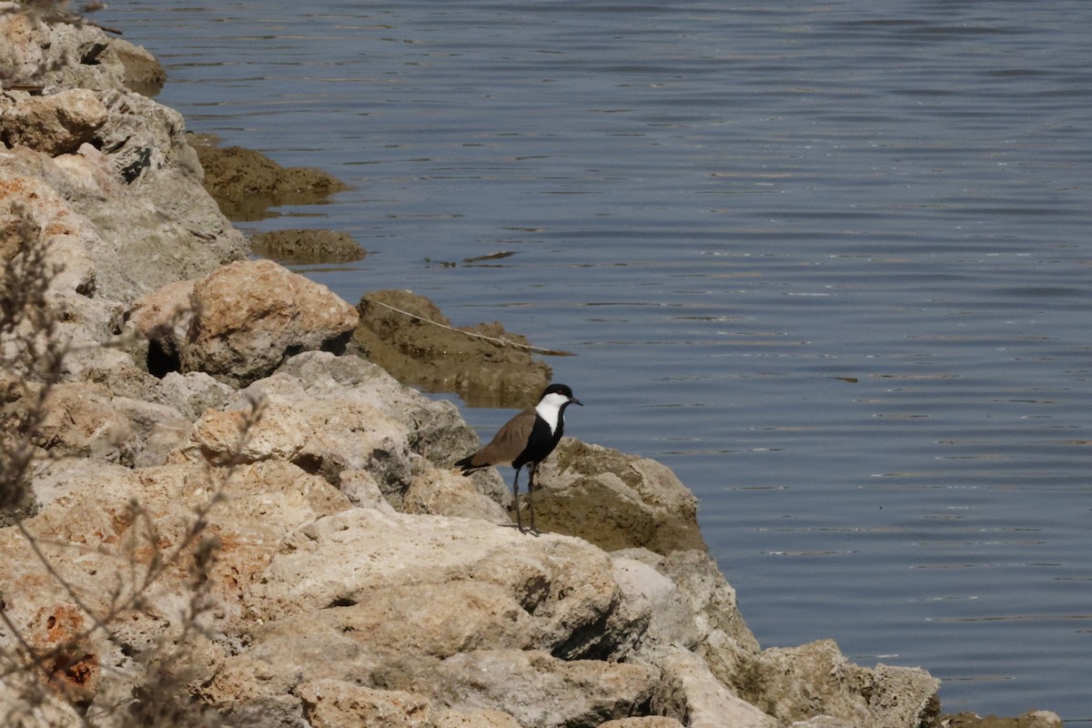 Spornkiebitz - ML647226410