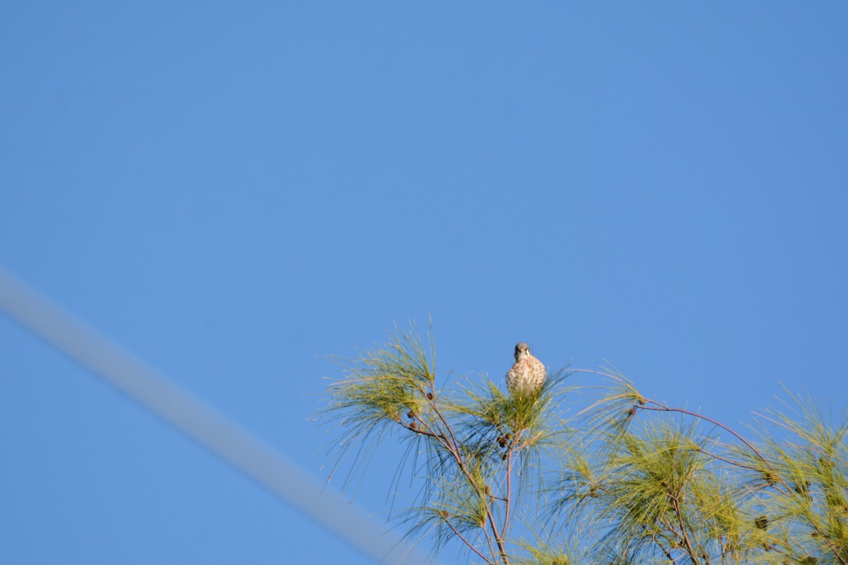 Боривітер американський - ML647226411