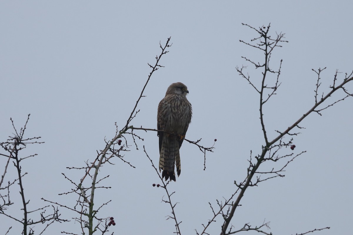 Turmfalke - ML647226413